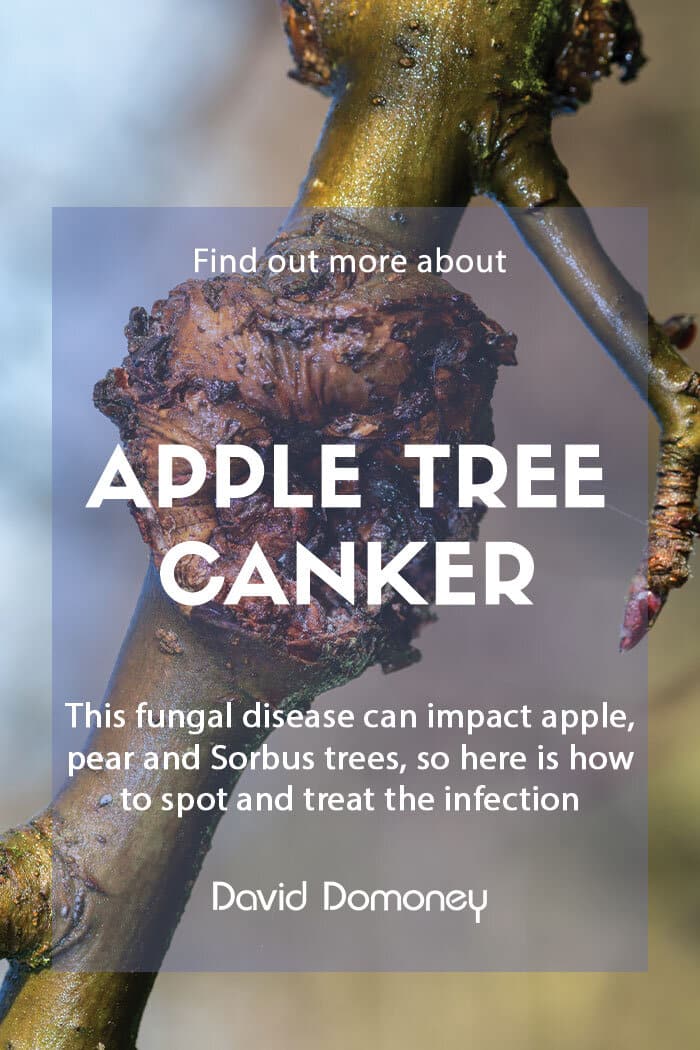 Apple tree canker