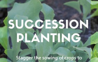 Succession planting in the garden