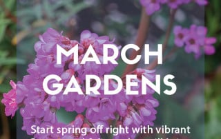 Top ten plants for March gardens