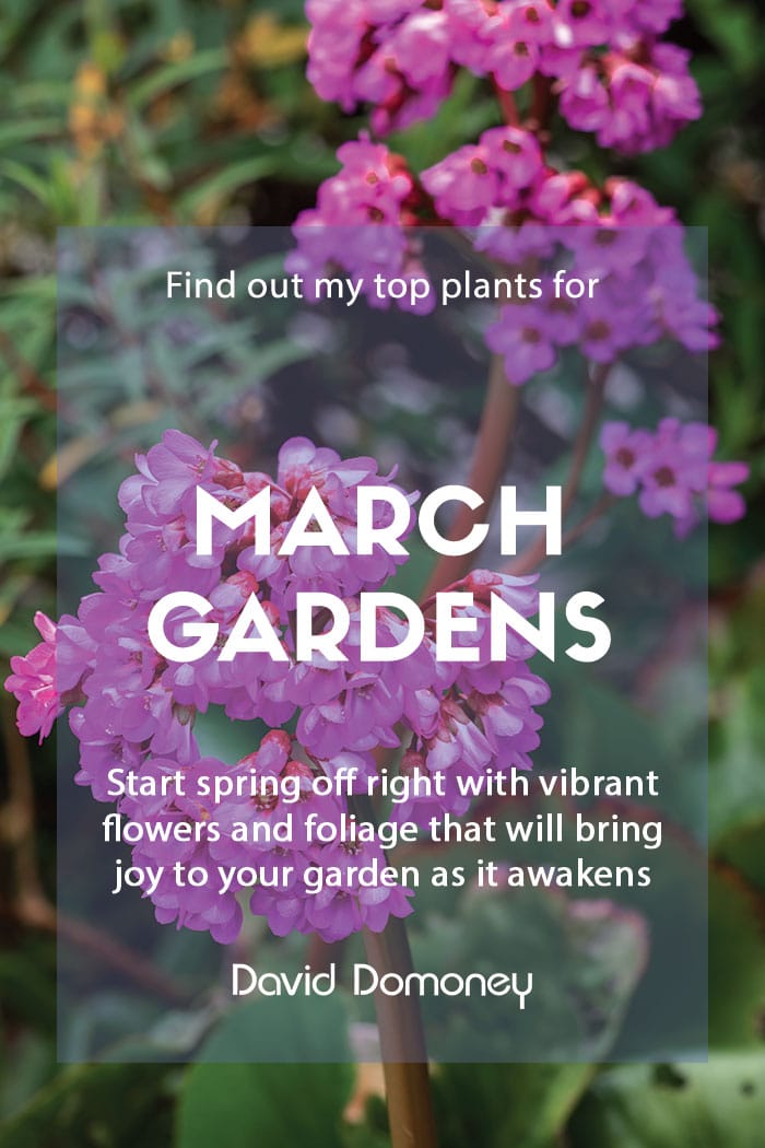 Top ten plants for March gardens