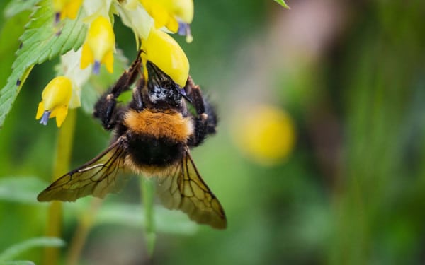 Bee-on-Rhinanthus minor (yellow rattle)