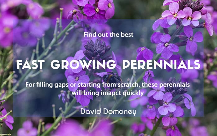 Plants for a purpose - Fast growing perennials