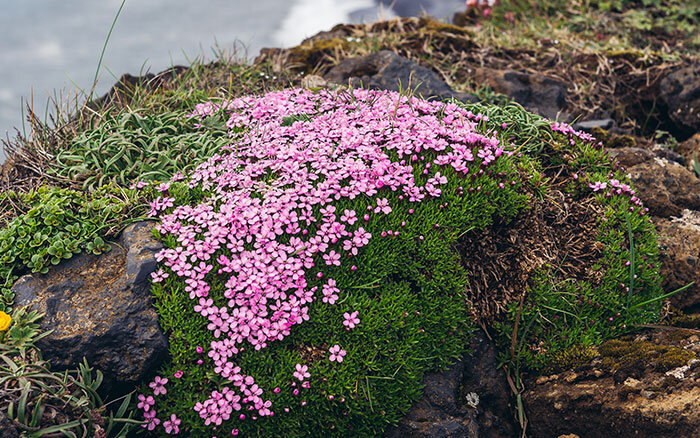 Rose-petal-salad-2