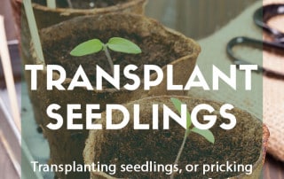 Transplanting seedlings feature image