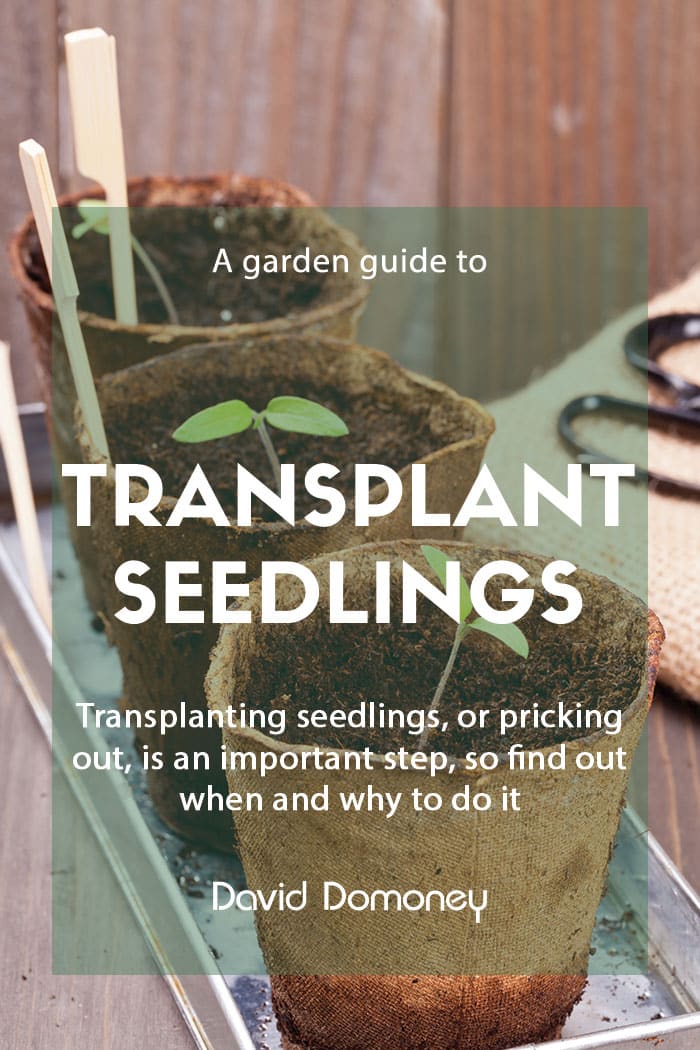 Transplanting seedlings