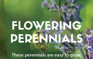 Flowering perennials that will grow anywhere