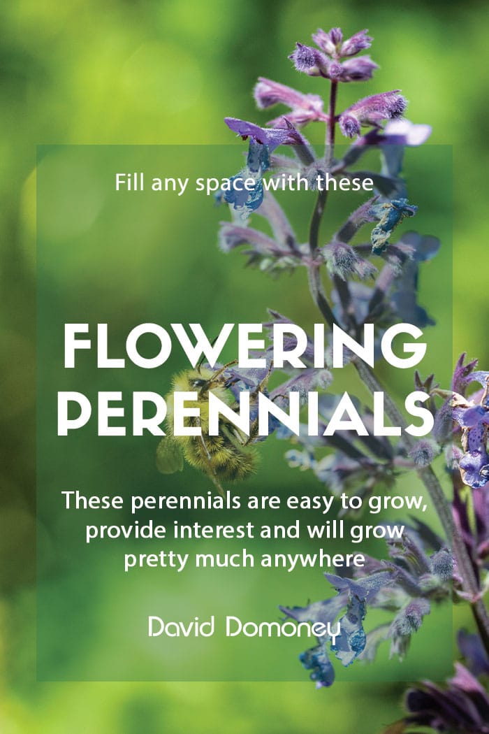 Flowering perennials that will grow anywhere