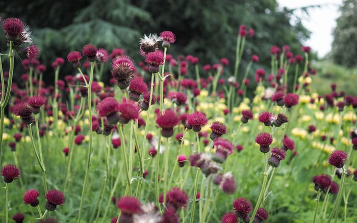 Cirsium rivulare plume thistle 'atropurpureum'