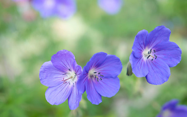 Geranium-(cranesbill)-‘Brookside’