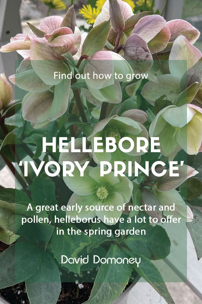 Growing hellebore 'Ivory Prince' in the garden