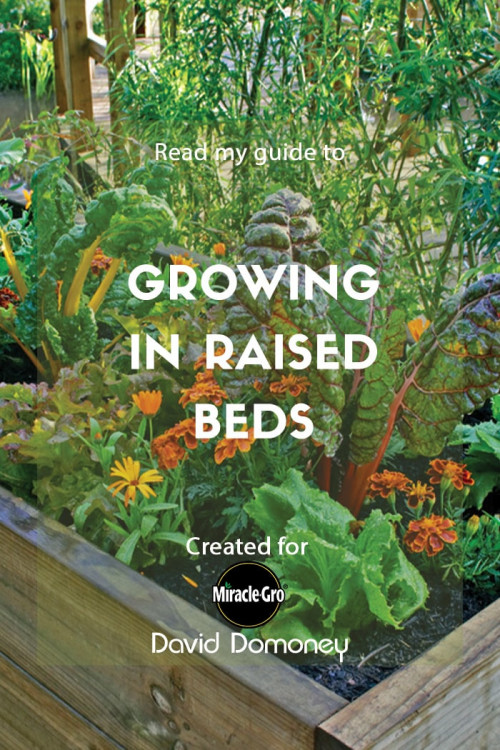 growing in raised beds