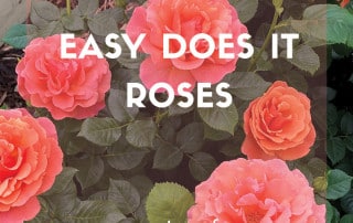 Easy Does It Roses