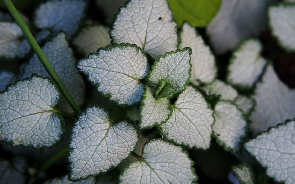 Lamium-maculatum-(deadnettle)-‘White-Nancy’
