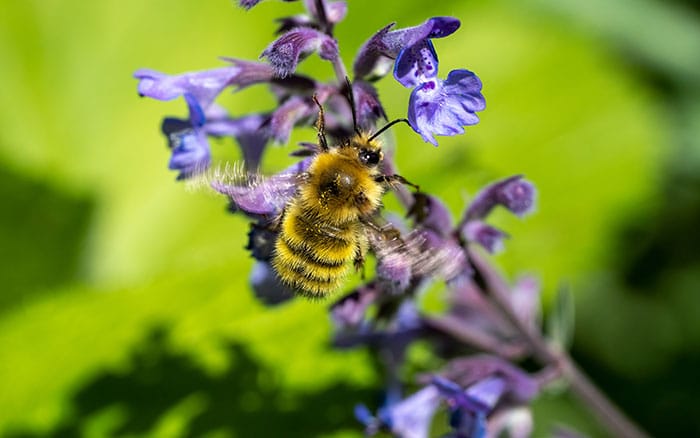 Nepeta racemose catmint 'walkers low'