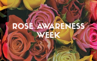 Rose awareness week, feature image