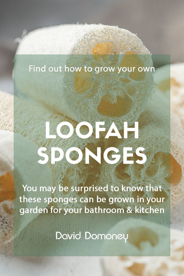 How to grow your own loofah sponges