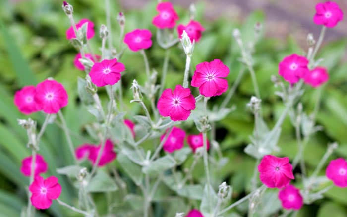 Lychnis coronaria rose campion flower