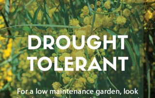 Plants for a purpose - Drought tolerant plants