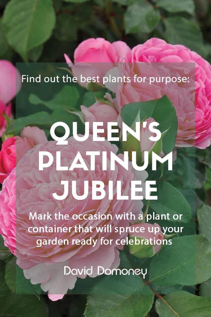 Plants for a purpose - Plants to celebrate the Queen's Platinum Jubilee