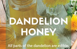 Recipe - Dandelion honey