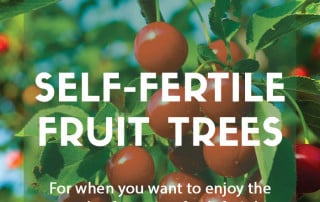 Self fertile fruit trees for the garden