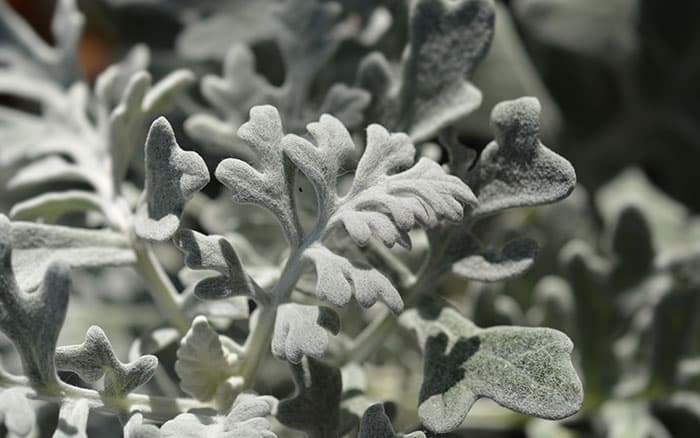 Senecio cineraria silver ragwort 'Cirrus'