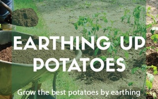 Top job for June - Earthing up potatoes