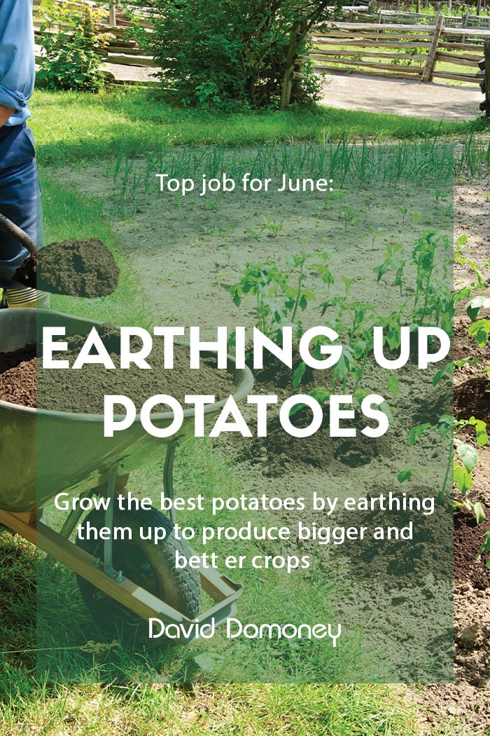 Top job for June - Earthing up potatoes