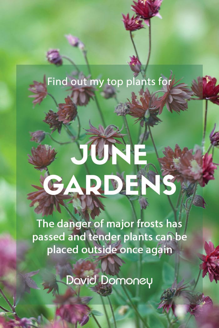 Top ten plants for June gardens