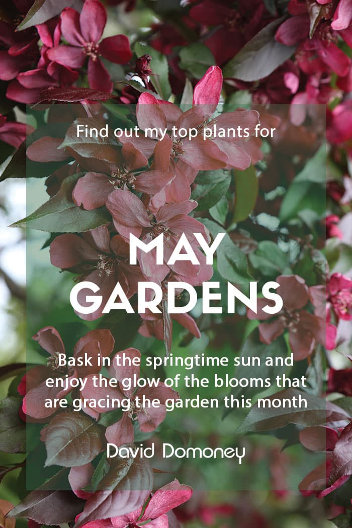 Top ten plants for May gardens 2022