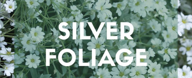 Top ten plants with silver foliage