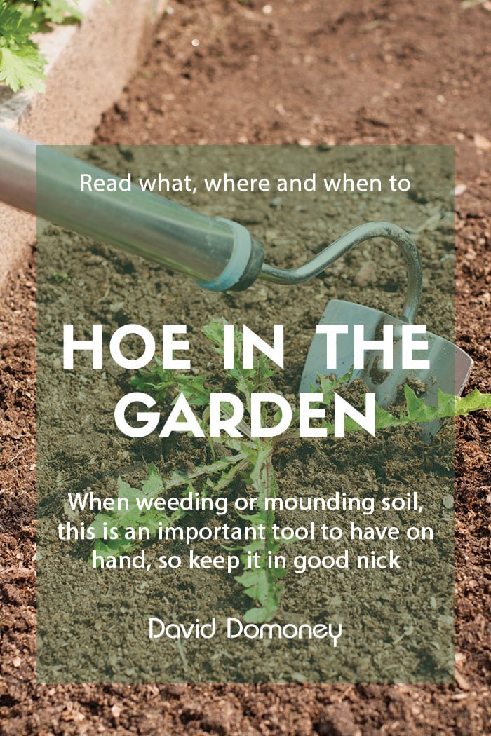 What, where, and when to hoe in the garden