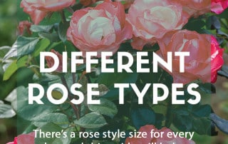 A guide to the different types of roses
