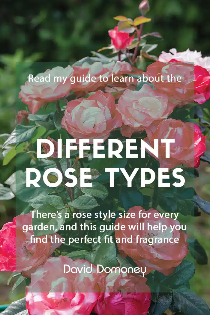 A guide to the different types of roses