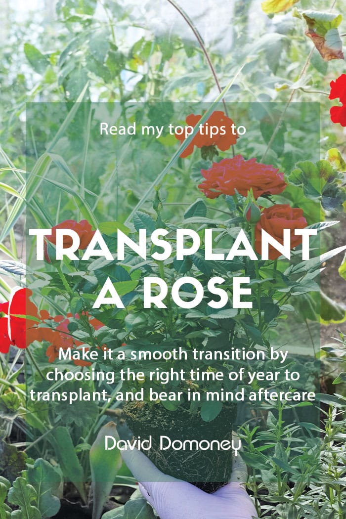 A guide to transplanting a rose