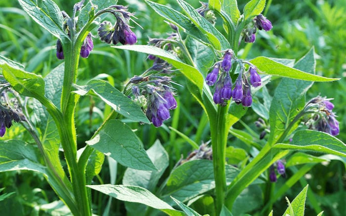 Comfrey plant food