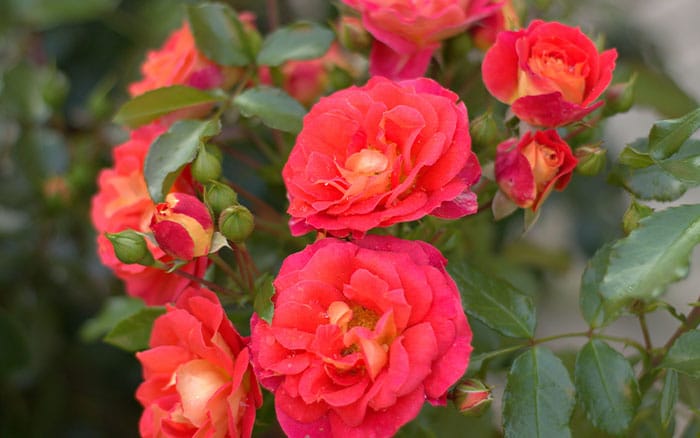 Floribunda-rose