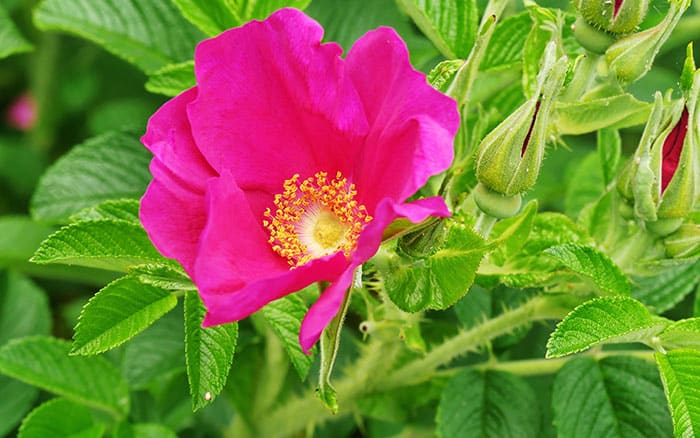 Gallica-rose
