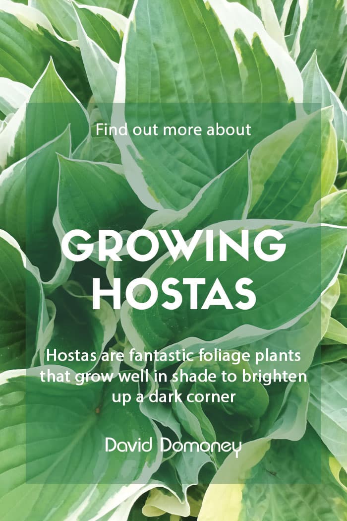 Growing hostas