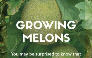 Growing melons in the garden