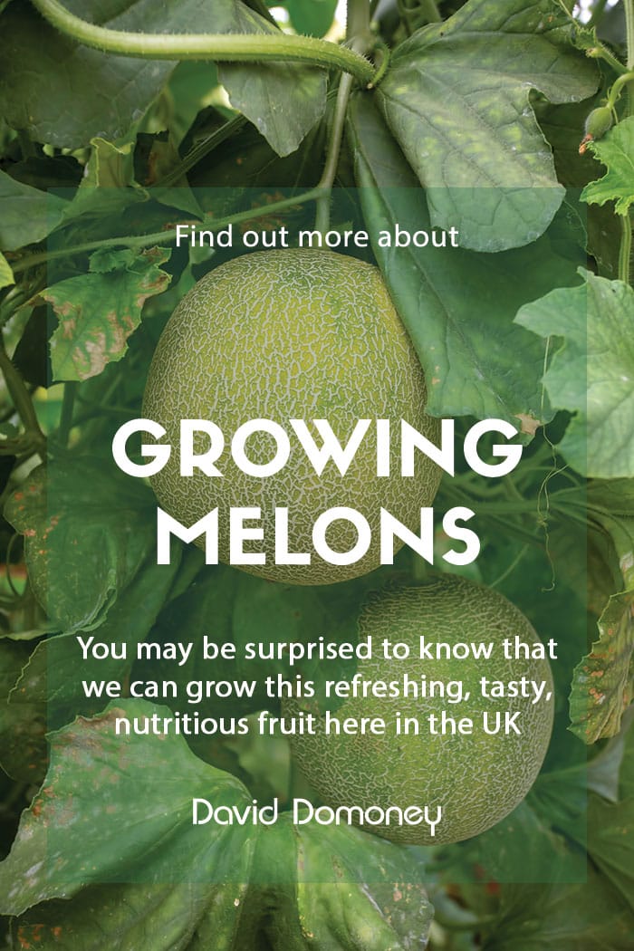 Growing melons in the garden