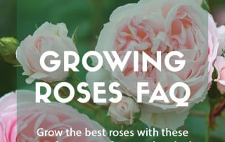 Growing roses FAQ