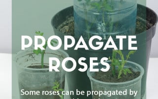 How to propagate roses