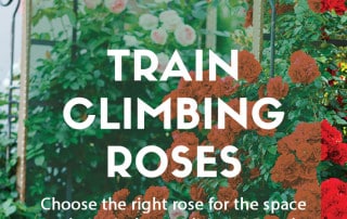 How to train climbing roses