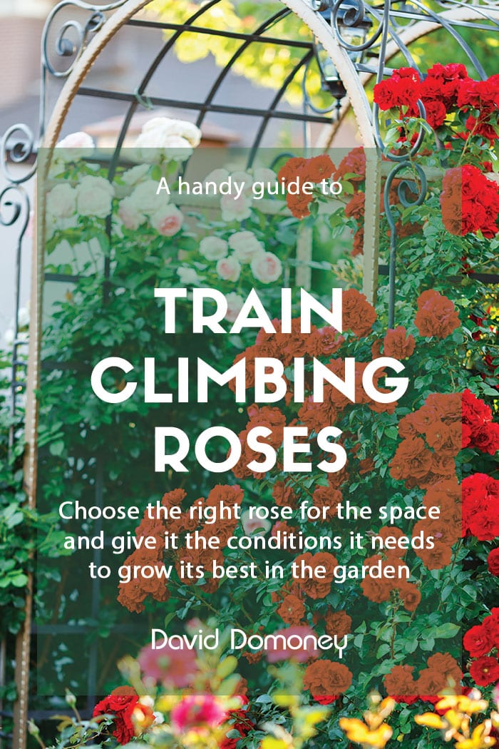 How to train climbing roses