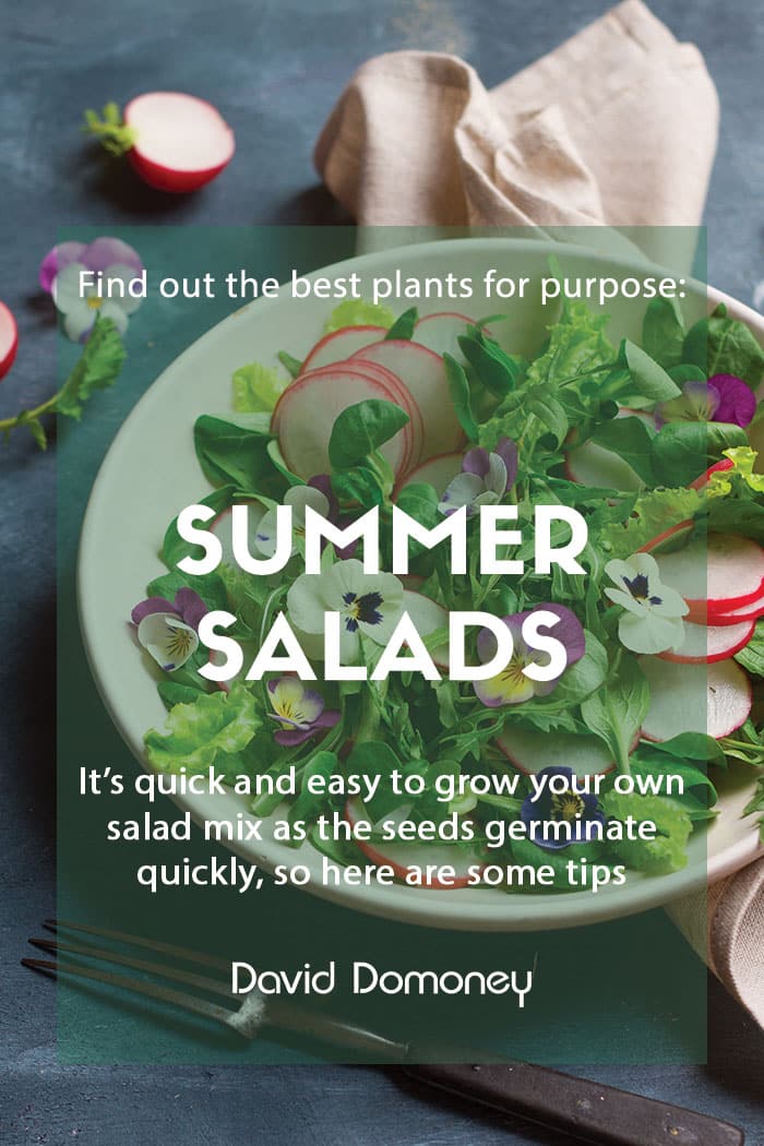 Plants for a purpose - Plants for summer salads