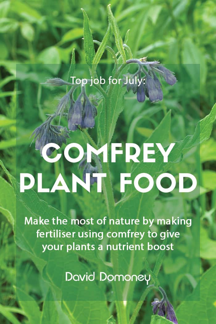 Top job for July - Making comfrey plant food