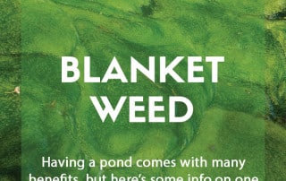 A guide to blanketweed in your garden pond