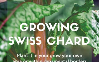 Growing Swiss chard in the garden