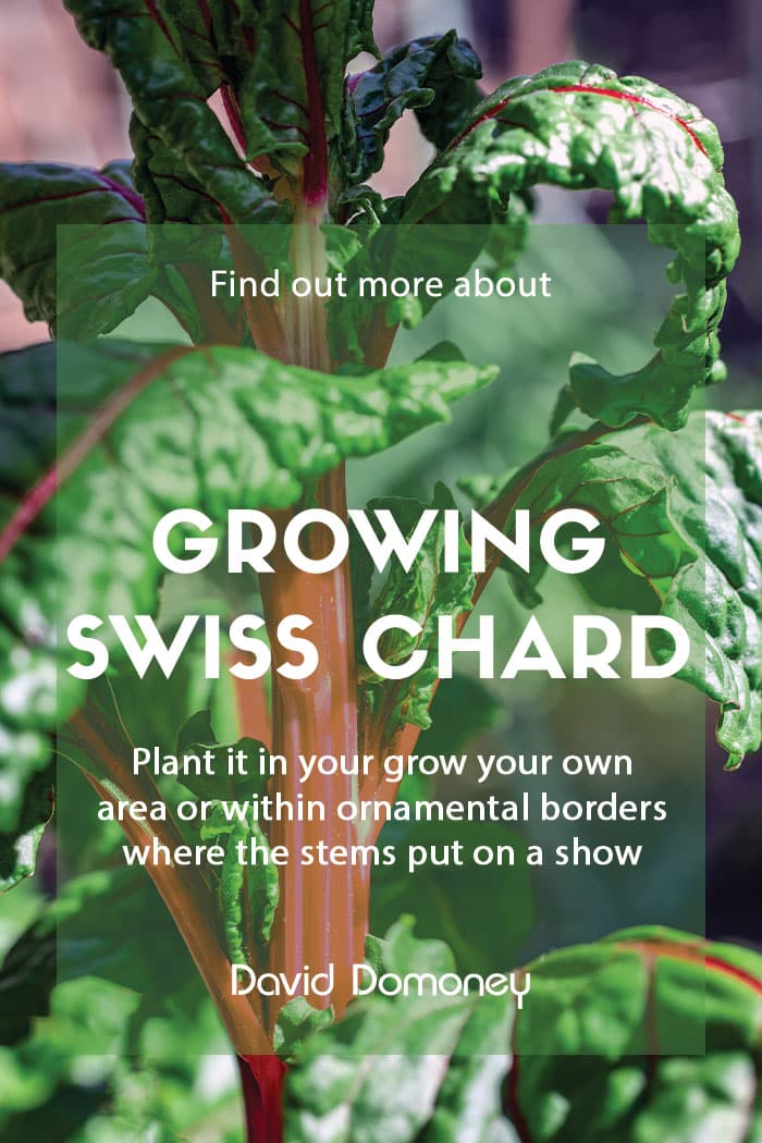 Growing Swiss chard in the garden